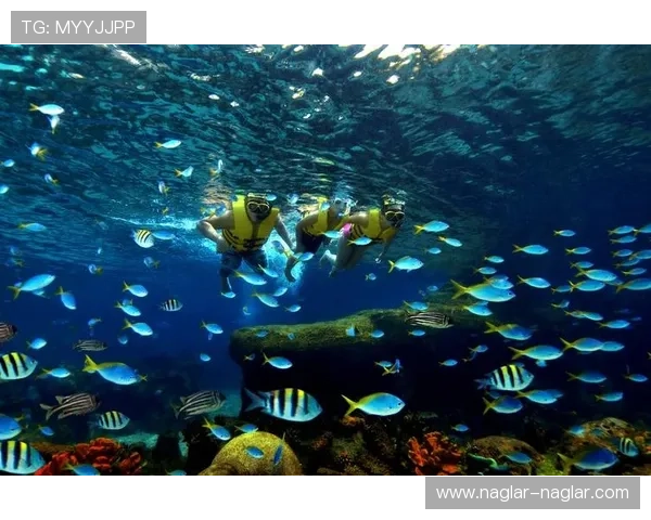 圣淘沙娱乐：探索海洋馆与水上运动的极致乐趣与精彩瞬间